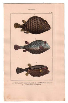Gravure de Poissons, Pl 22 - 1 L'Ostracion triangulaire - 2 L'Ostracion maillé - 3 L'Ostracion pointillé. BUFFON