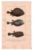 Gravure de Poissons, Pl 22 - 1 L'Ostracion triangulaire - 2 L'Ostracion maill&eacute; - 3 L'Ostracion pointill&eacute;. BUFFON