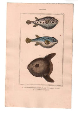 Gravure de Poissons, Pl 25 - 1 Le Tétrodon plumier - 2 Le Tétrodon tigré - 3 Le Tétrodon lune. BUFFON