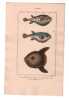 Gravure de Poissons, Pl 25 - 1 Le T&eacute;trodon plumier - 2  Le T&eacute;trodon tigr&eacute; - 3  Le T&eacute;trodon lune. BUFFON
