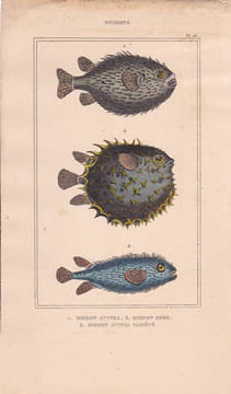 Gravure de Poissons, Pl 26 - 1 Diodon atinga - 2 Diodon orbe - 3 Diodon atinga variété. BUFFON