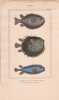 Gravure de Poissons, Pl 26 - 1 Diodon atinga - 2  Diodon orbe - 3  Diodon atinga vari&eacute;t&eacute;. BUFFON