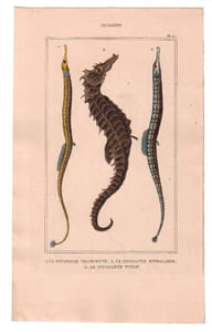Gravure de Poissons, Pl 27 - 1 Le Syngnathe trompette - 2 Le Syngnathe hyppocampe - 3 Le Syngnathe tuyauu