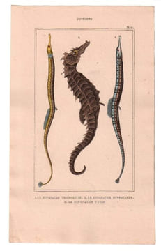 Gravure de Poissons, Pl 27 - 1 Le Syngnathe trompette - 2 Le Syngnathe hyppocampe - 3 Le Syngnathe tuyauu. BUFFON