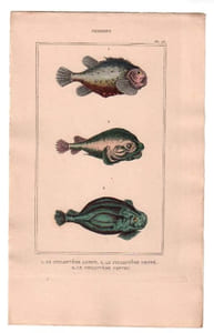 Gravure de Poissons, Pl 28 - 1 Le Cycloptère Lompe - 2 Le Cycloptère denté - 3 Le Cycloptère ventru