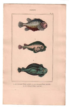 Gravure de Poissons, Pl 28 - 1 Le Cycloptère Lompe - 2 Le Cycloptère denté - 3 Le Cycloptère ventru. BUFFON