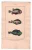 Gravure de Poissons, Pl 28 - 1 Le Cyclopt&egrave;re Lompe - 2 Le  Cyclopt&egrave;re dent&eacute; - 3 Le  Cyclopt&egrave;re ventru. BUFFON