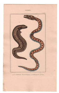 Gravure de Poissons, Pl 30 - 1 Le Gymnote électrique - 2 L'Ophisure ophis