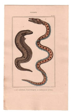 Gravure de Poissons, Pl 30 - 1 Le Gymnote électrique - 2 L'Ophisure ophis. BUFFON