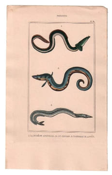 Gravure de Poissons, Pl 31 - 1 La Murène anguille - 2 Le Congre - 3 L'Ammodyte appât. BUFFON