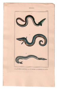 Gravure de Poissons, Pl 31 - 1 La Murène anguille - 2 Le Congre - 3 L'Ammodyte appât