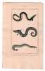 Gravure de Poissons, Pl 31 - 1 La Mur&egrave;ne anguille - 2 Le Congre - 3 L'Ammodyte app&acirc;t. BUFFON