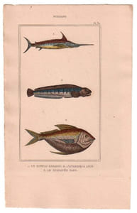 Gravure de Poissons, Pl 32 - 1 Le Xiphias espadon - 2 L'Anarhique loup - 3 Le Stomatée paru