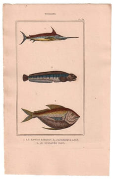 Gravure de Poissons, Pl 32 - 1 Le Xiphias espadon - 2 L'Anarhique loup - 3 Le Stomatée paru. BUFFON
