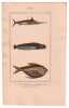 Gravure de Poissons, Pl 32 - 1 Le Xiphias espadon - 2 L'Anarhique loup - 3 Le Stomat&eacute;e paru. BUFFON