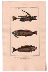 Gravure de Poissons, Pl 33 - 1 Le Callionyme lyre - 2 L'Uranoscop rat - 3 Le Trachine vive