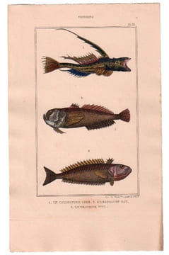 Gravure de Poissons, Pl 33 - 1 Le Callionyme lyre - 2 L'Uranoscop rat - 3 Le Trachine vive. BUFFON