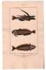 Gravure de Poissons, Pl 33 - 1 Le Callionyme lyre - 2 L'Uranoscop rat - 3 Le Trachine vive. BUFFON