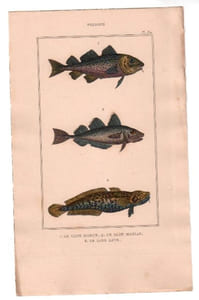 Gravure de Poissons, Pl 34 - 1 Le Gade morue - 2 Le Gade merlan - 3 Le Gade lote