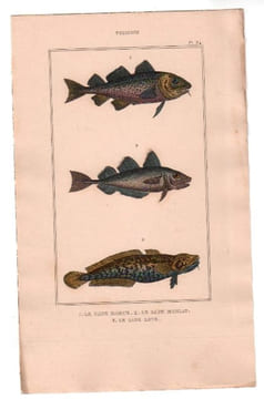 Gravure de Poissons, Pl 34 - 1 Le Gade morue - 2 Le Gade merlan - 3 Le Gade lote. BUFFON