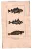 Gravure de Poissons, Pl 34 - 1 Le Gade morue - 2 Le Gade merlan - 3 Le Gade lote. BUFFON
