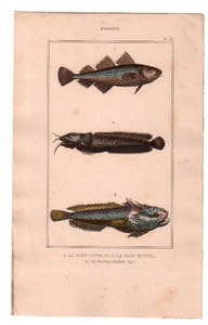 Gravure de Poissons, Pl 35 - 1 Le Gade capelan - 2 Le Gade mustel - 3 Le Batrachoïde tau