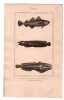 Gravure de Poissons, Pl 35 - 1 Le Gade capelan - 2 Le Gade mustel - 3 Le Batracho&iuml;de tau. BUFFON