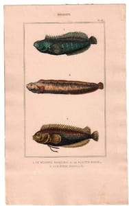 Gravure de Poissons, Pl 36 - 1 Le Blennie bosquien - 2 Le Blennie gunnel - 3 Le Blennie pointillé