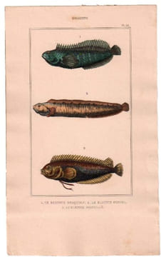 Gravure de Poissons, Pl 36 - 1 Le Blennie bosquien - 2 Le Blennie gunnel - 3 Le Blennie pointillé. BUFFON