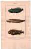 Gravure de Poissons, Pl 36 - 1 Le Blennie bosquien - 2 Le Blennie gunnel  - 3 Le Blennie pointill&eacute;. BUFFON