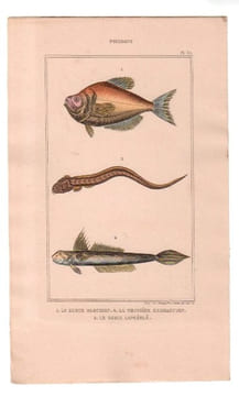 Gravure de Poissons, Pl 37 - 1 Le Kurte blochien - 2 Le Toenioïde hermannien- 3 Le Gobie lancéolé. BUFFON