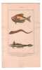 Gravure de Poissons, Pl 37 - 1 Le Kurte blochien - 2 Le Toenio&iuml;de hermannien- 3 Le Gobie lanc&eacute;ol&eacute;. BUFFON