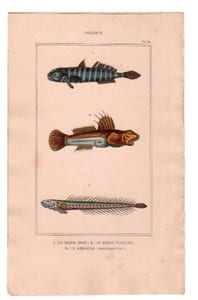 Gravure de Poissons, Pl 38 - 1 Le Gobie bosc - 2 Le Gobie plumier - 3 Le Gobioïde broussonnet