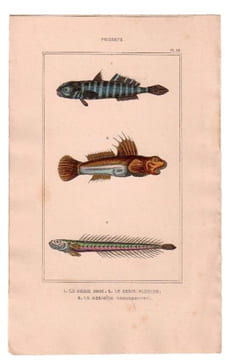 Gravure de Poissons, Pl 38 - 1 Le Gobie bosc - 2 Le Gobie plumier - 3 Le Gobioïde broussonnet. BUFFON