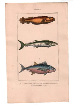 Gravure de Poissons, Pl 39 - 1 Le Gobiesoce testar - 2 Le Scombre commerson - 3 Le Scombre thon. BUFFON