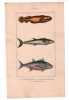 Gravure de Poissons, Pl 39 - 1 Le Gobiesoce testar - 2 Le Scombre commerson - 3 Le Scombre thon. BUFFON