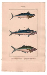 Gravure de Poissons, Pl 40 - 1 Le Scombre bonite - 2 Le Scombre maquereau - 3 Le Scomberoïde sauteur