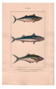 Gravure de Poissons, Pl 40 - 1 Le Scombre bonite - 2 Le Scombre maquereau - 3 Le Scomberoïde sauteur. BUFFON