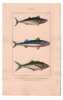 Gravure de Poissons, Pl 40 - 1 Le Scombre bonite - 2 Le Scombre maquereau - 3 Le Scombero&iuml;de sauteur. BUFFON