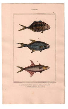 Gravure de Poissons, Pl 41 - 1 Le Caranx très beau - 2 Le Caranx amie - 3 Le Trachinote faucheur. BUFFON