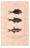 Gravure de Poissons, Pl 41 - 1 Le Caranx tr&egrave;s beau - 2 Le Caranx amie - 3 Le Trachinote faucheur. BUFFON