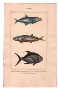 Gravure de Poissons, Pl 42 - 1 Le Caranxomore pélagique - 2 Le Caranxomore plumerien - 3 Le Coesiomore bloch