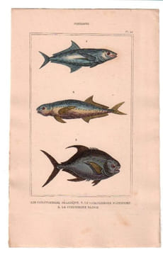 Gravure de Poissons, Pl 42 - 1 Le Caranxomore pélagique - 2 Le Caranxomore plumerien - 3 Le Coesiomore bloch. BUFFON