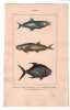 Gravure de Poissons, Pl 42 - 1 Le Caranxomore p&eacute;lagique - 2 Le Caranxomore plumerien - 3 Le Coesiomore bloch. BUFFON
