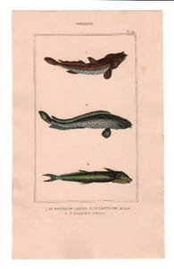 Gravure de Poissons, Pl 44 - 1 Le Bostriche chinois - 2 Le Bostriche oeillé - 3 L'Echenéis rémora