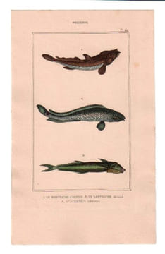 Gravure de Poissons, Pl 44 - 1 Le Bostriche chinois - 2 Le Bostriche oeillé - 3 L'Echenéis rémora. BUFFON