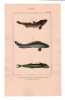 Gravure de Poissons, Pl 44 - 1 Le Bostriche chinois - 2 Le Bostriche oeill&eacute; - 3 L'Echen&eacute;is r&eacute;mora. BUFFON
