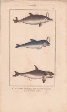 Gravure de Cétacés, Pl 5 - 1 Le Dauphin vulgaire - 2 Le Dauphin marsouin - 3 Le Dauphin orque. BUFFON