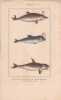 Gravure de C&eacute;tac&eacute;s, Pl 5 - 1 Le Dauphin vulgaire - 2 Le Dauphin marsouin - 3 Le Dauphin orque. BUFFON