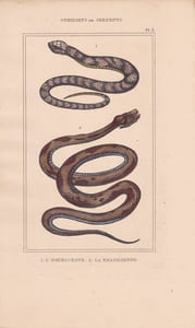 Gravure d'Ophidiens ou serpents, Pl 3 - 1 L'Hoemachate - 2 La Brasilienne